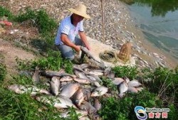 廖先生最新爆料,揭秘娱乐圈最新内幕